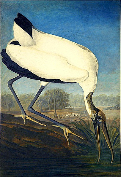 John James Audubon Wood Ibis